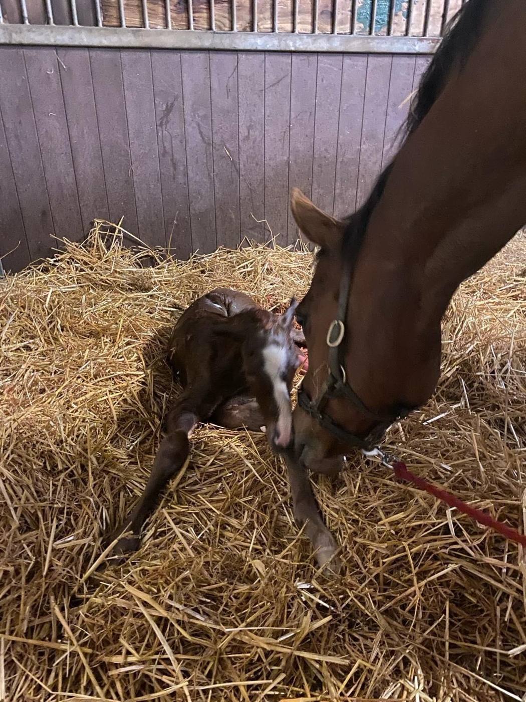 Adonius as a newborn foal with his mother