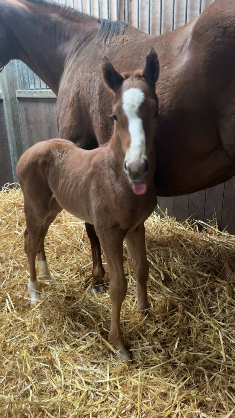 Adonius as a foal
