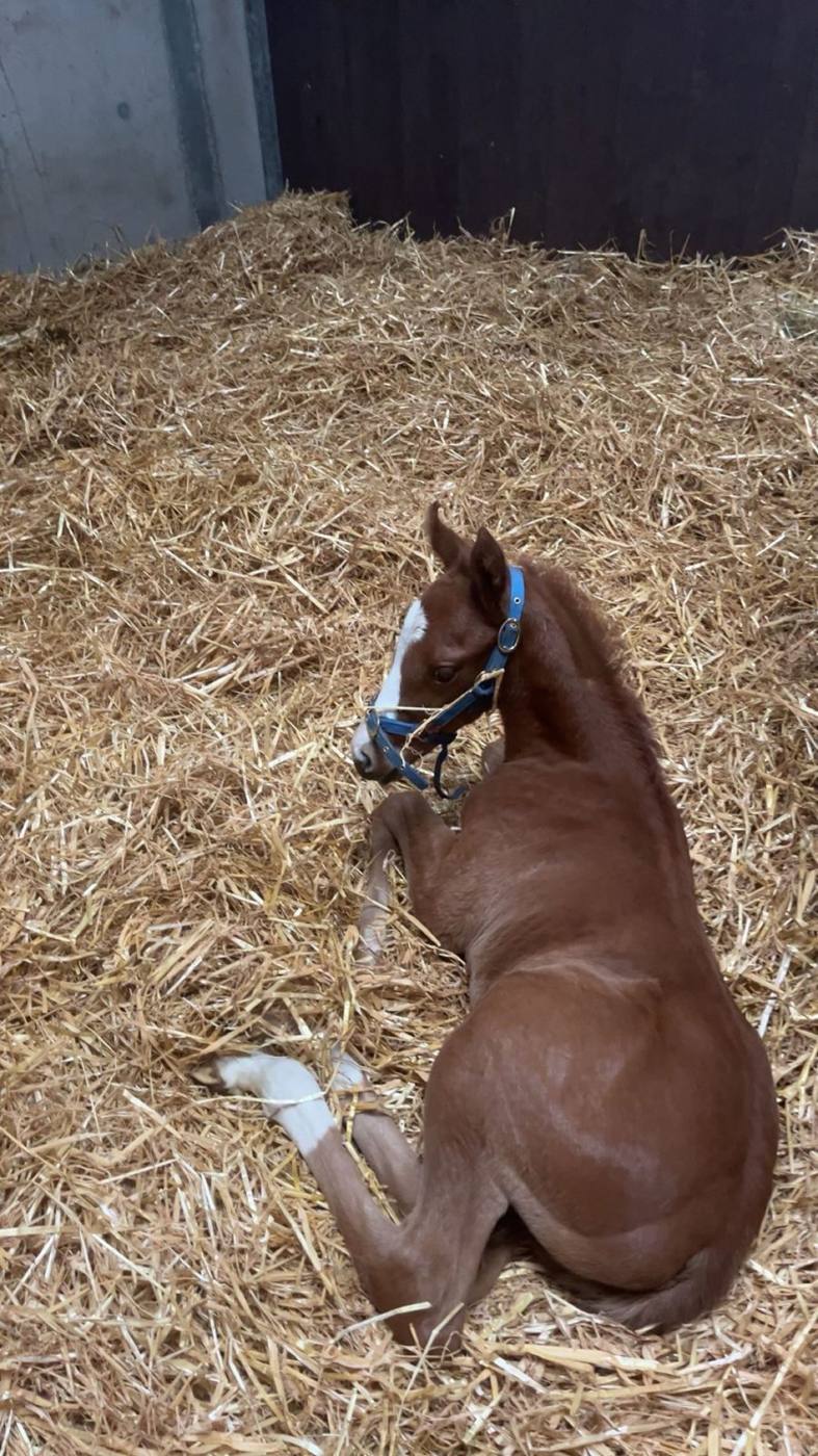 Adonius as a foal resting in the straw