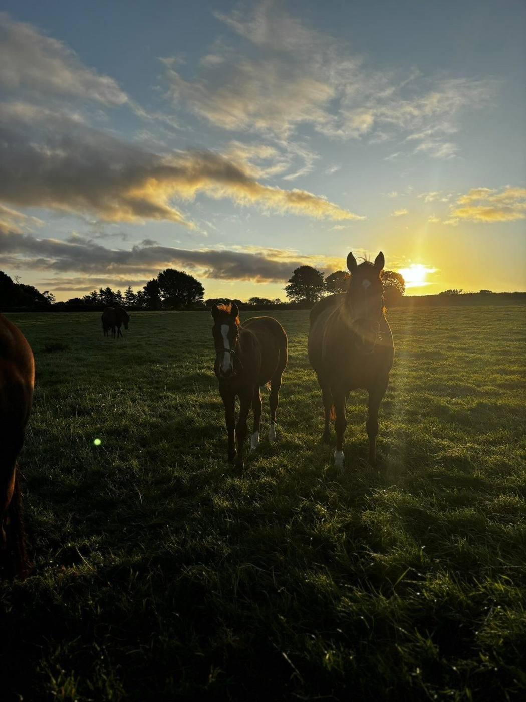 Adonius as a foal with his mother at sunset