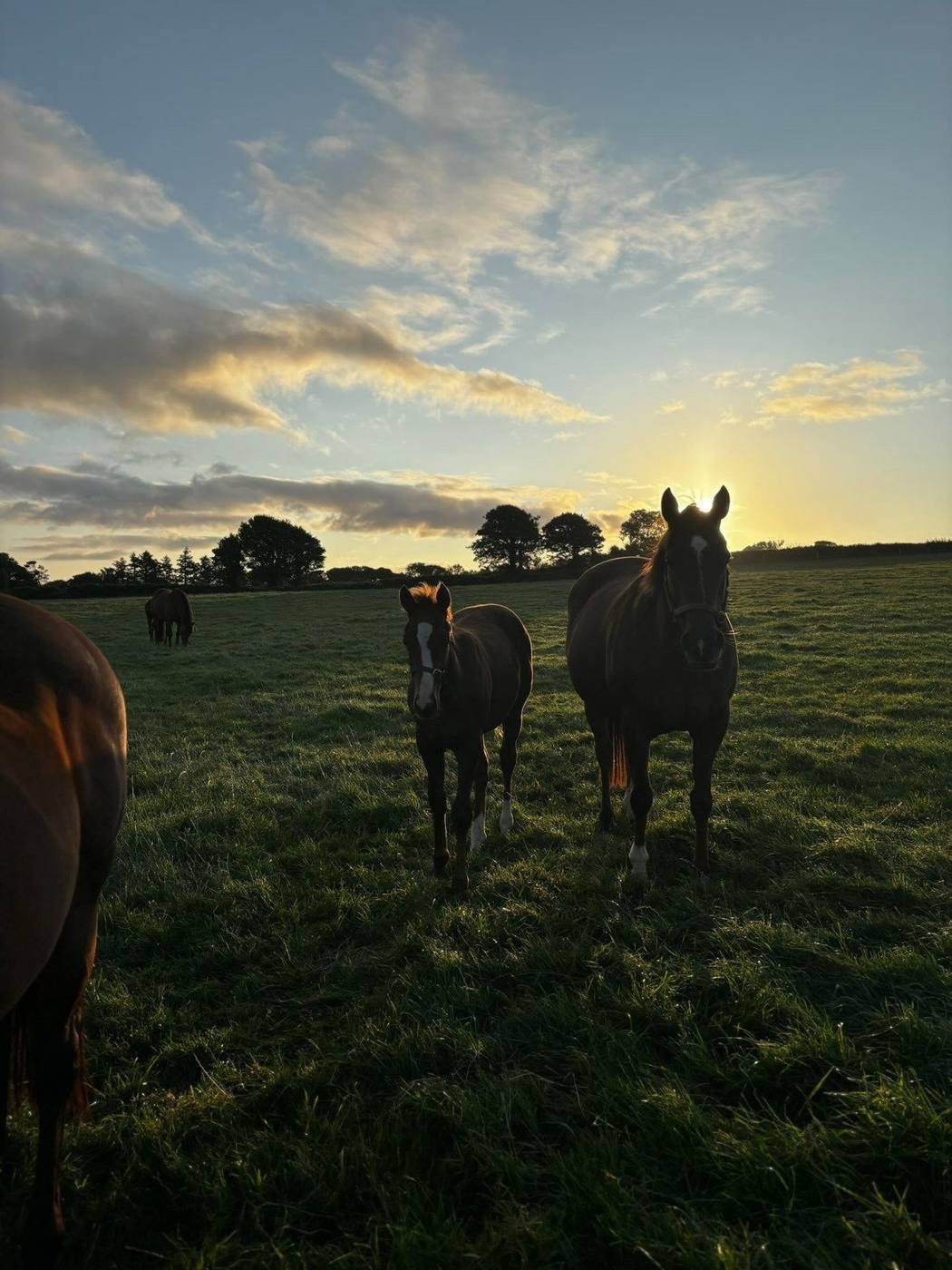 Adonius as a foal in the paddock at dusk
