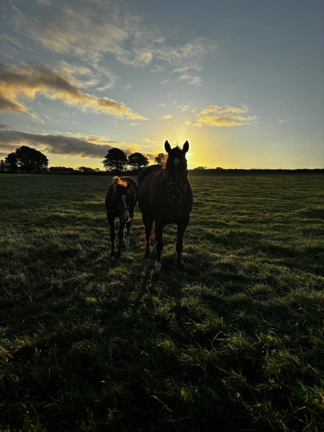 Adonius and his mother silhouetted at sunset