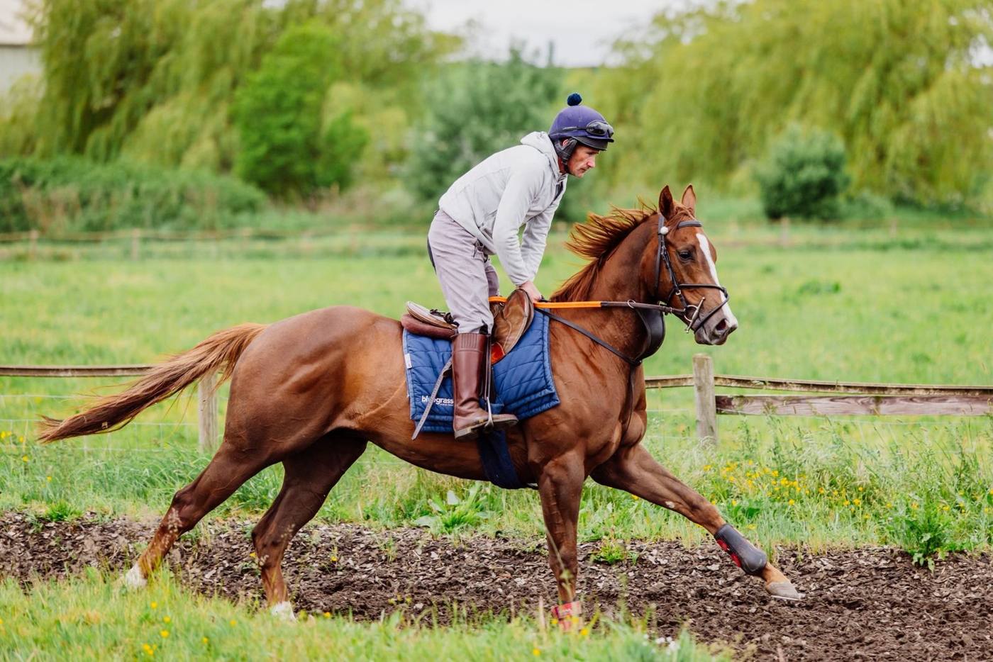 Adonius on the gallops