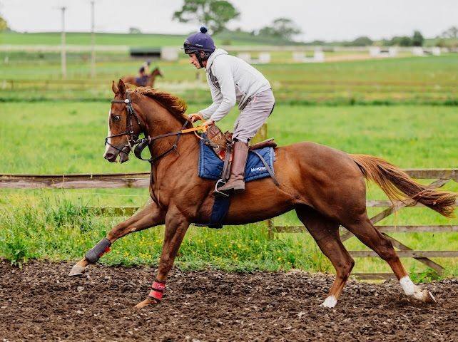 Adonius working on the round gallop