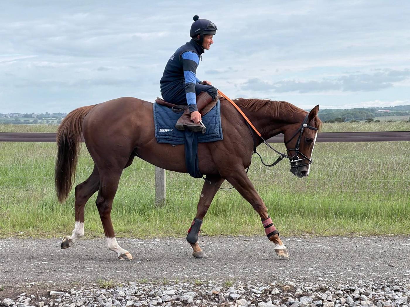 Adonius walking out on the gallops track