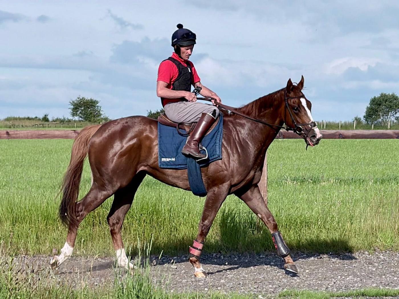 Adonius hacking out in the sunshine