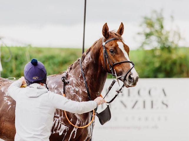 Adonius after work at Rebecca Menzies' yard