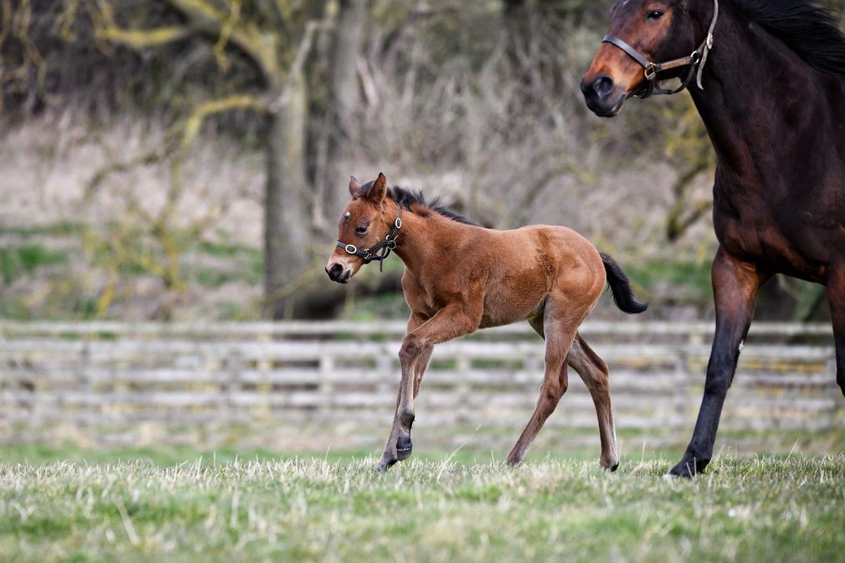 Filly as a foal, February–April 2025