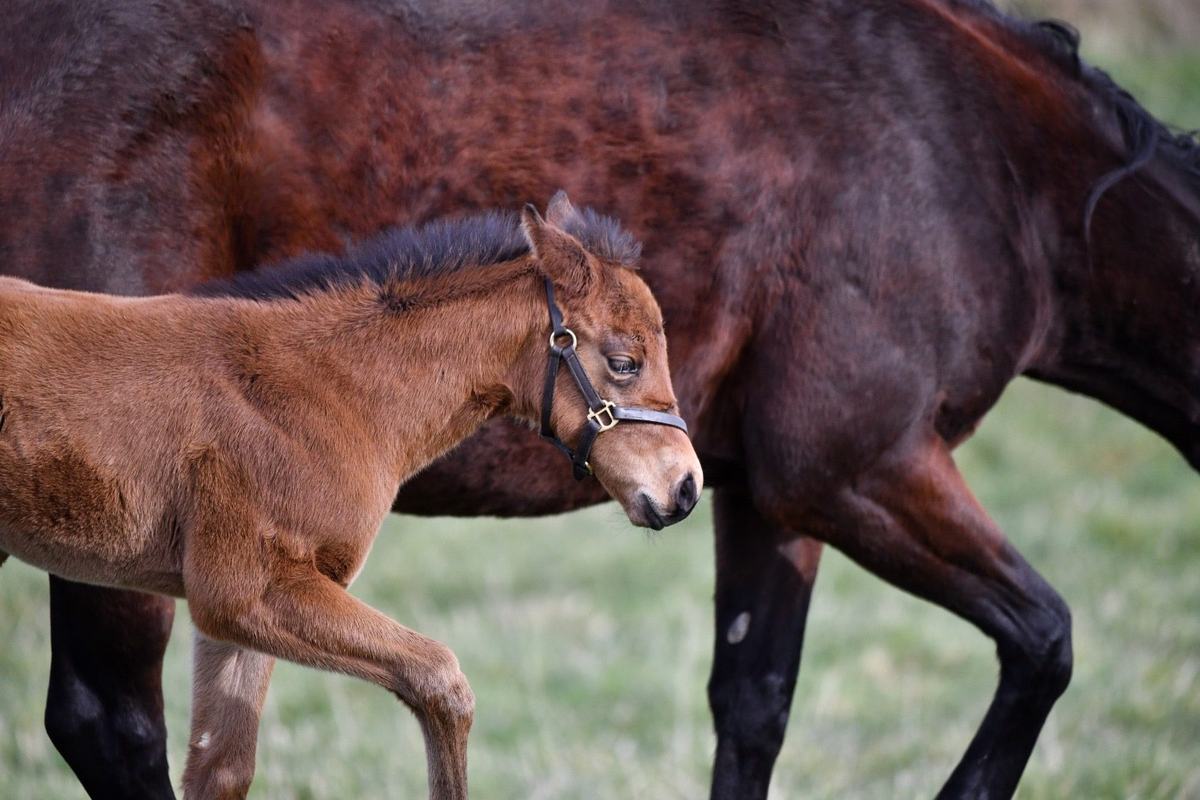Filly as a foal, February–April 2025