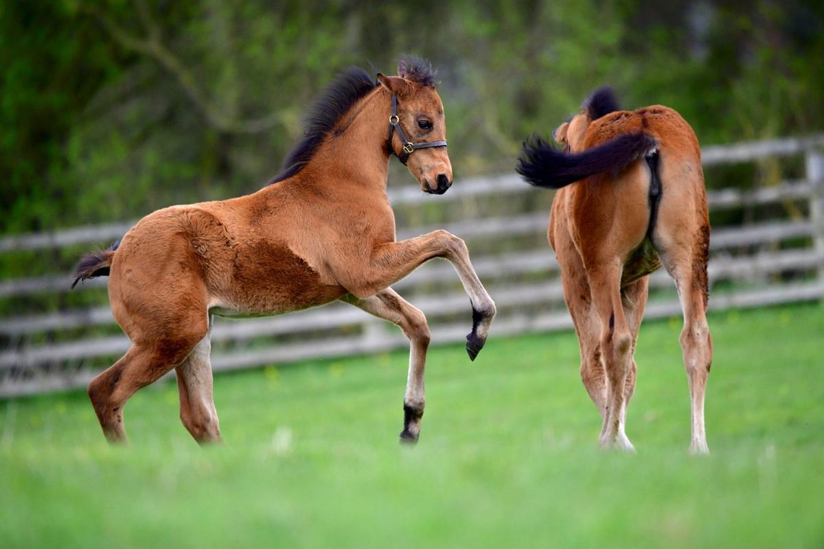 Filly as a foal, February–April 2025