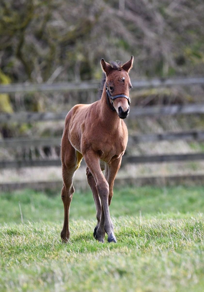 Filly as a foal, February–April 2025
