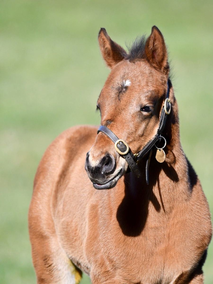 Filly as a foal, February–April 2025