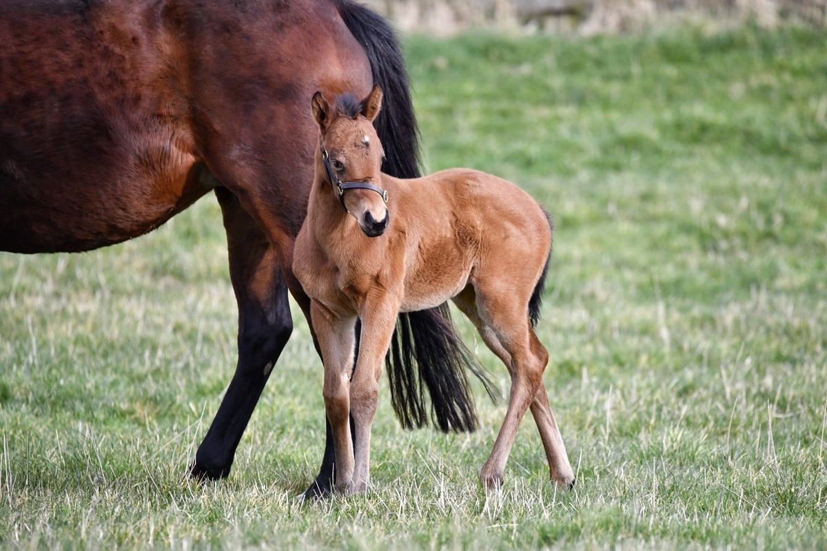 Filly as a foal, February–April 2025