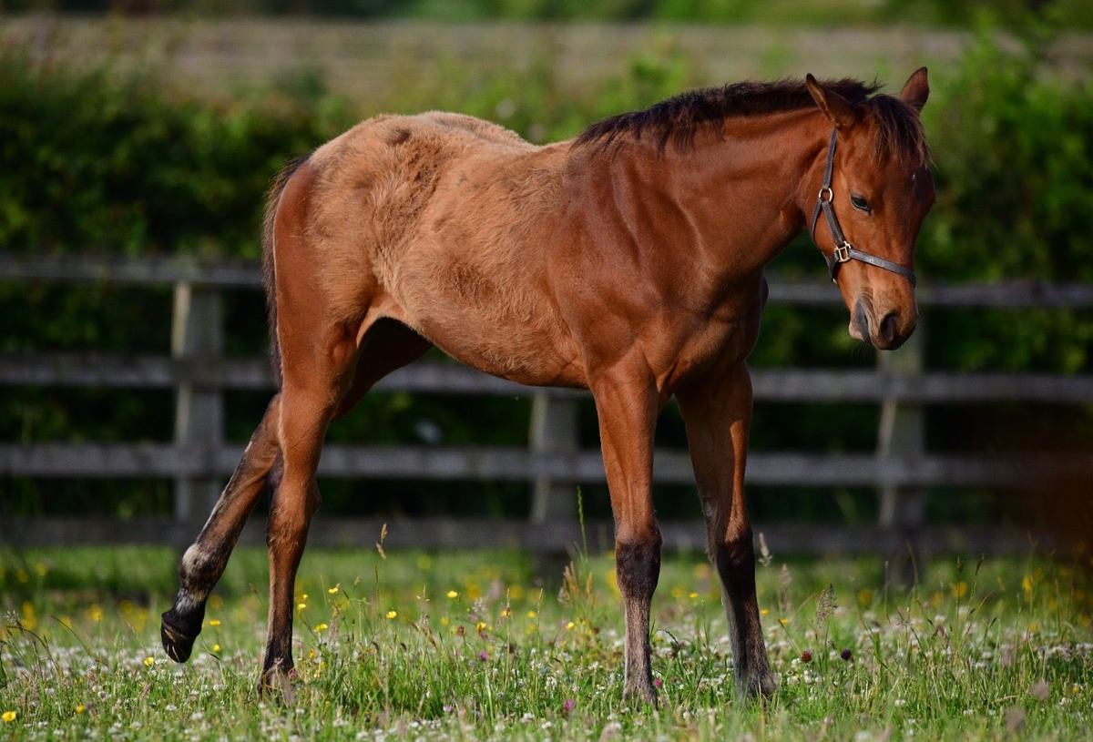 Filly, June 2025