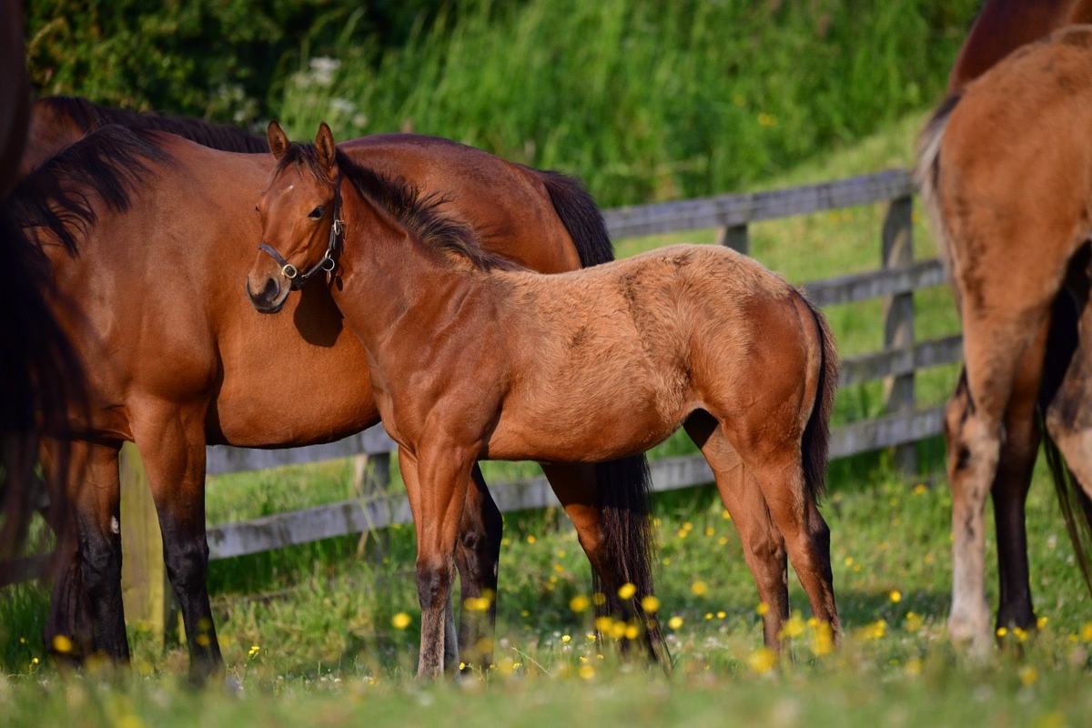 Filly, June 2025