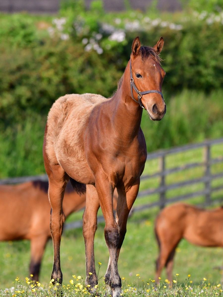 Filly, June 2025