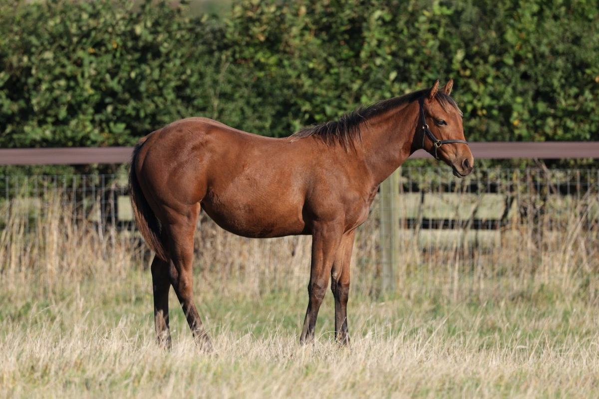 Filly as a weanling, September 2025