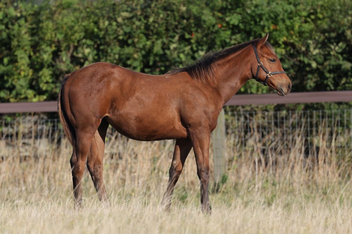 Filly as a weanling, September 2025