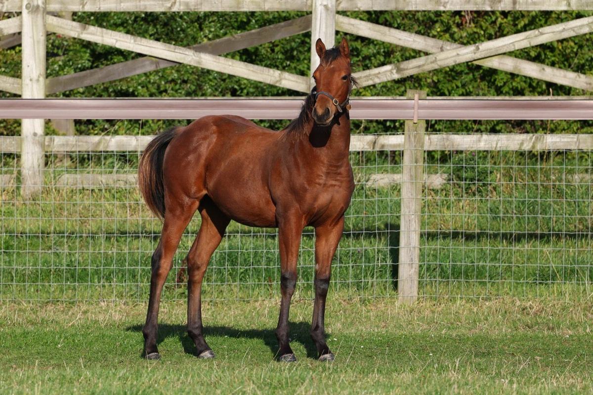 Filly as a weanling, September 2025