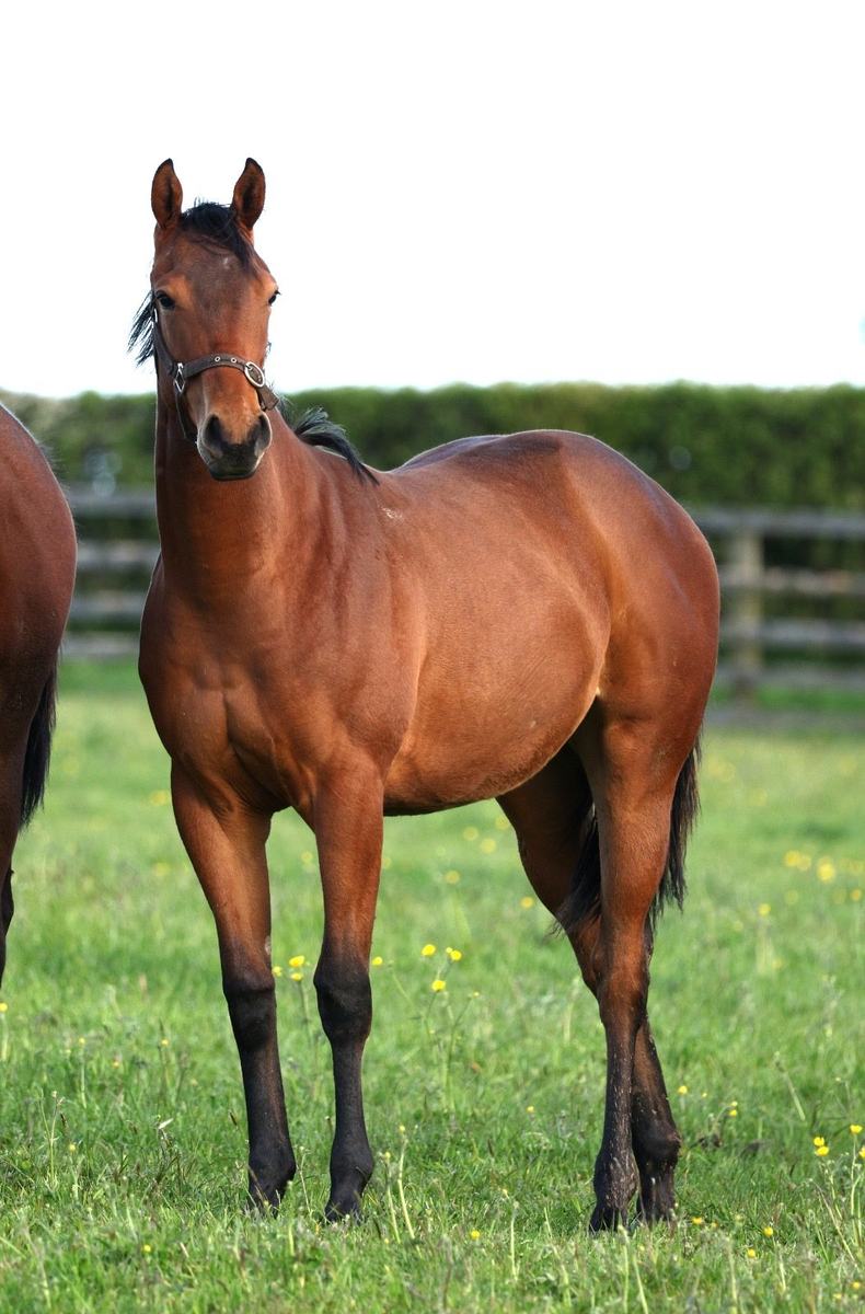 Filly as a yearling, 2026