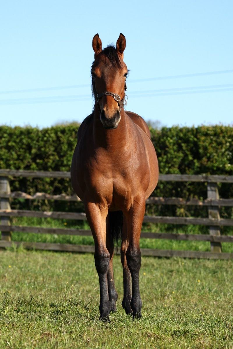 Filly as a yearling, 2026