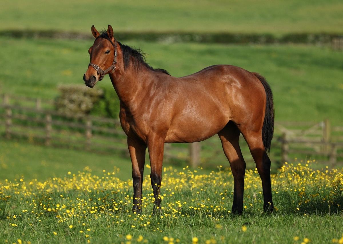 Filly as a yearling, 2026