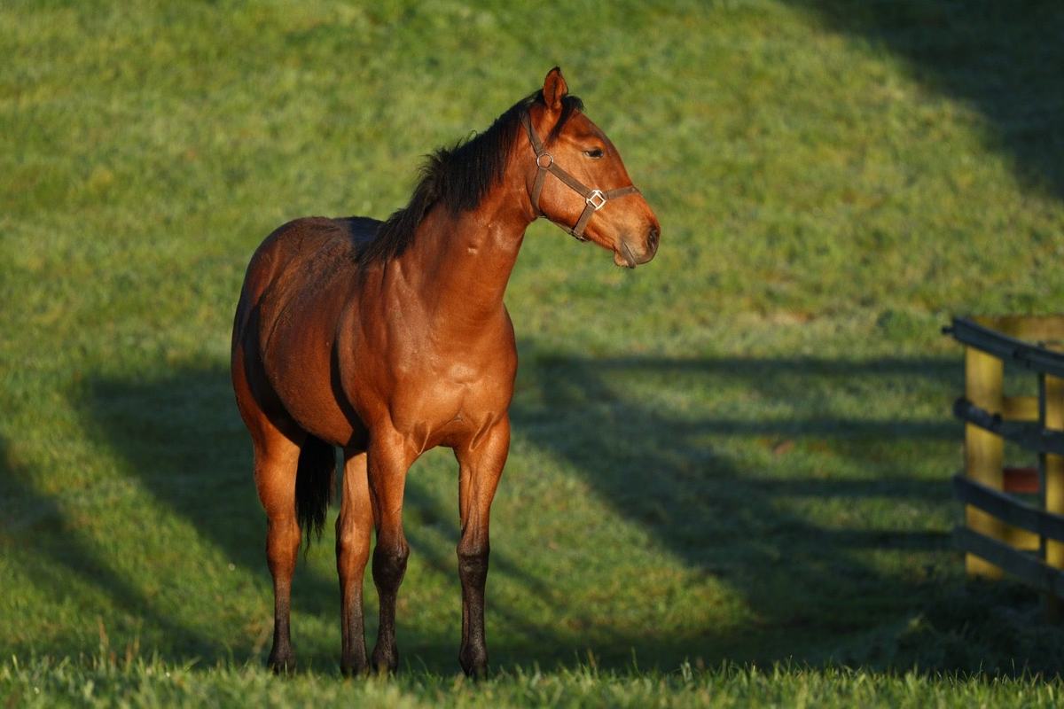 Almanzor x Reachforthestars filly