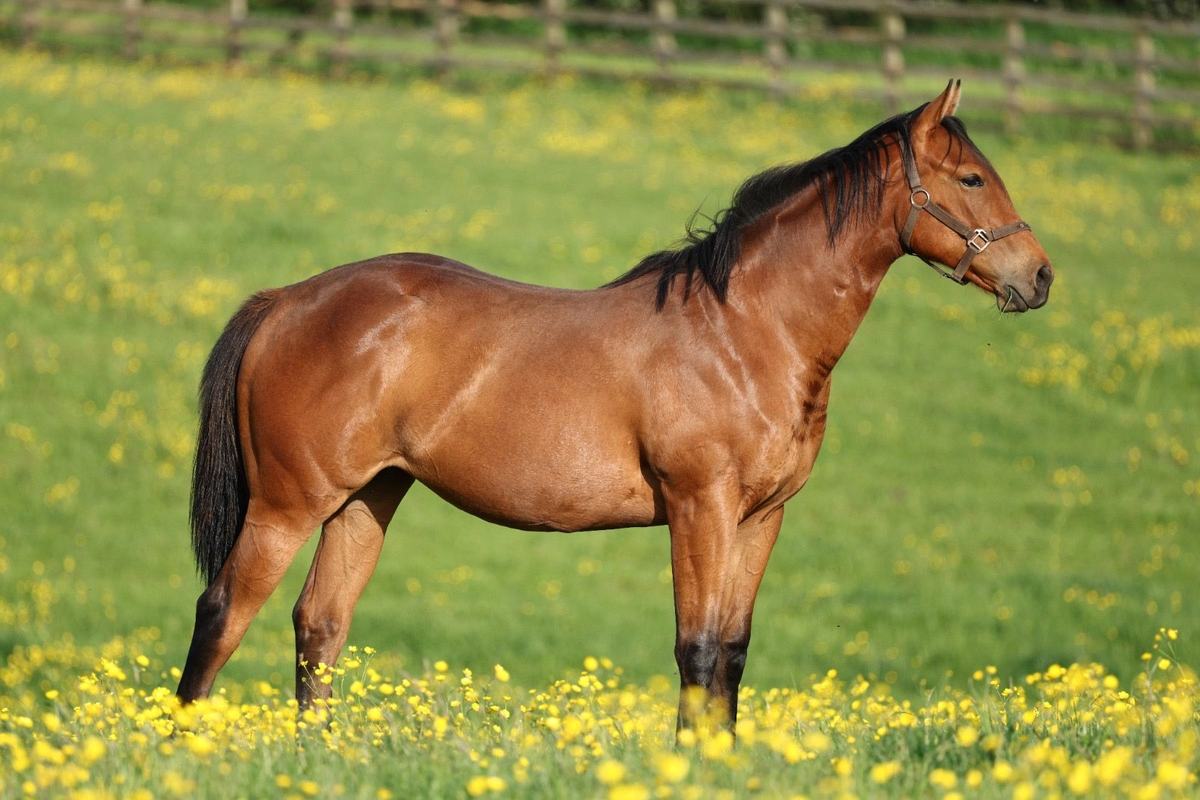 Filly as a yearling, 2026