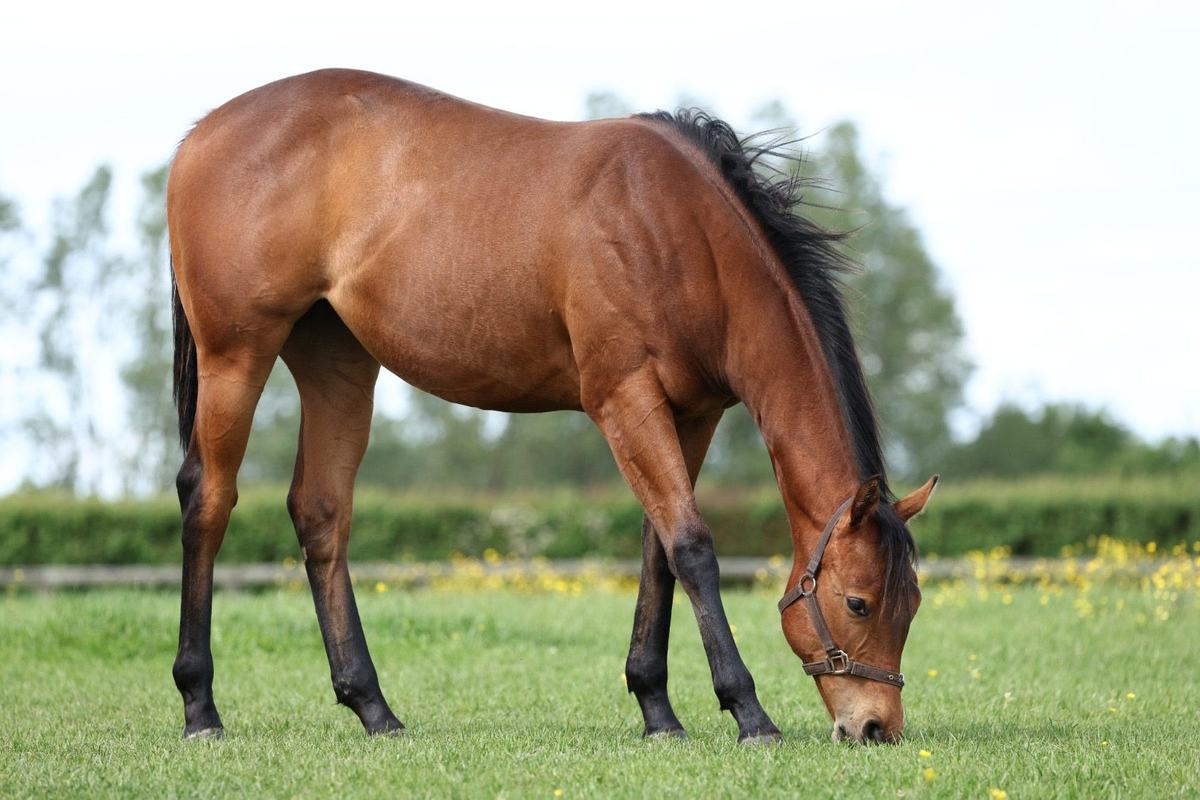 Filly as a yearling, 2026