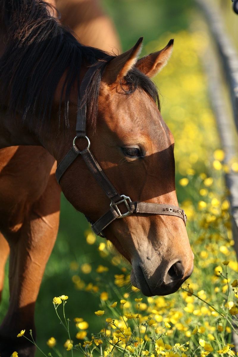 Filly as a yearling, 2026