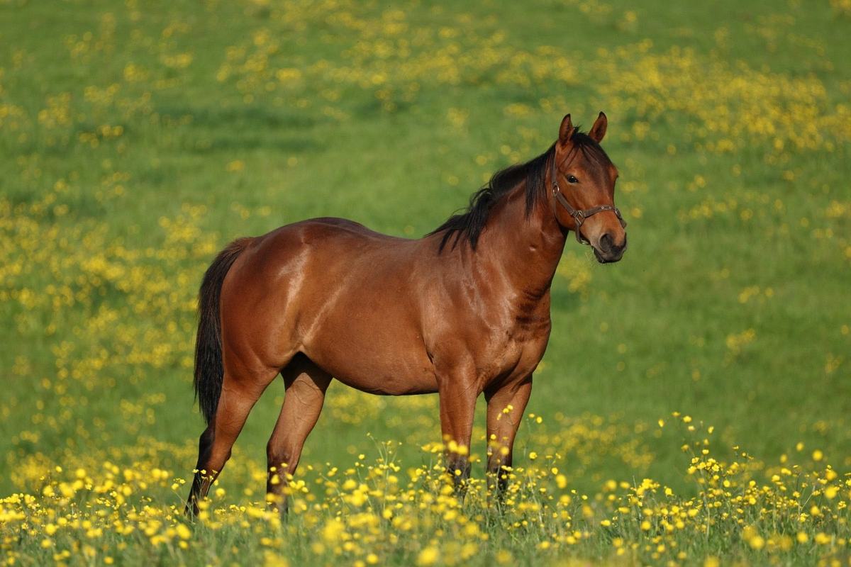 Filly as a yearling, 2026