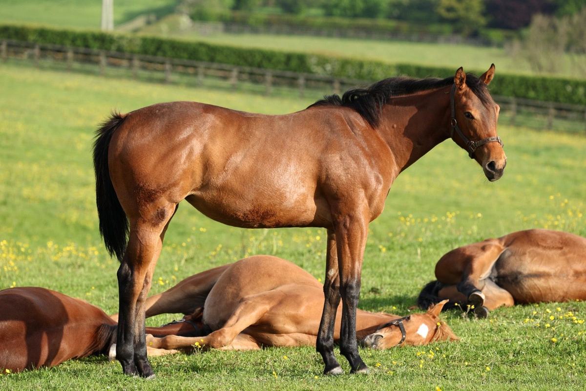Filly as a yearling, 2026