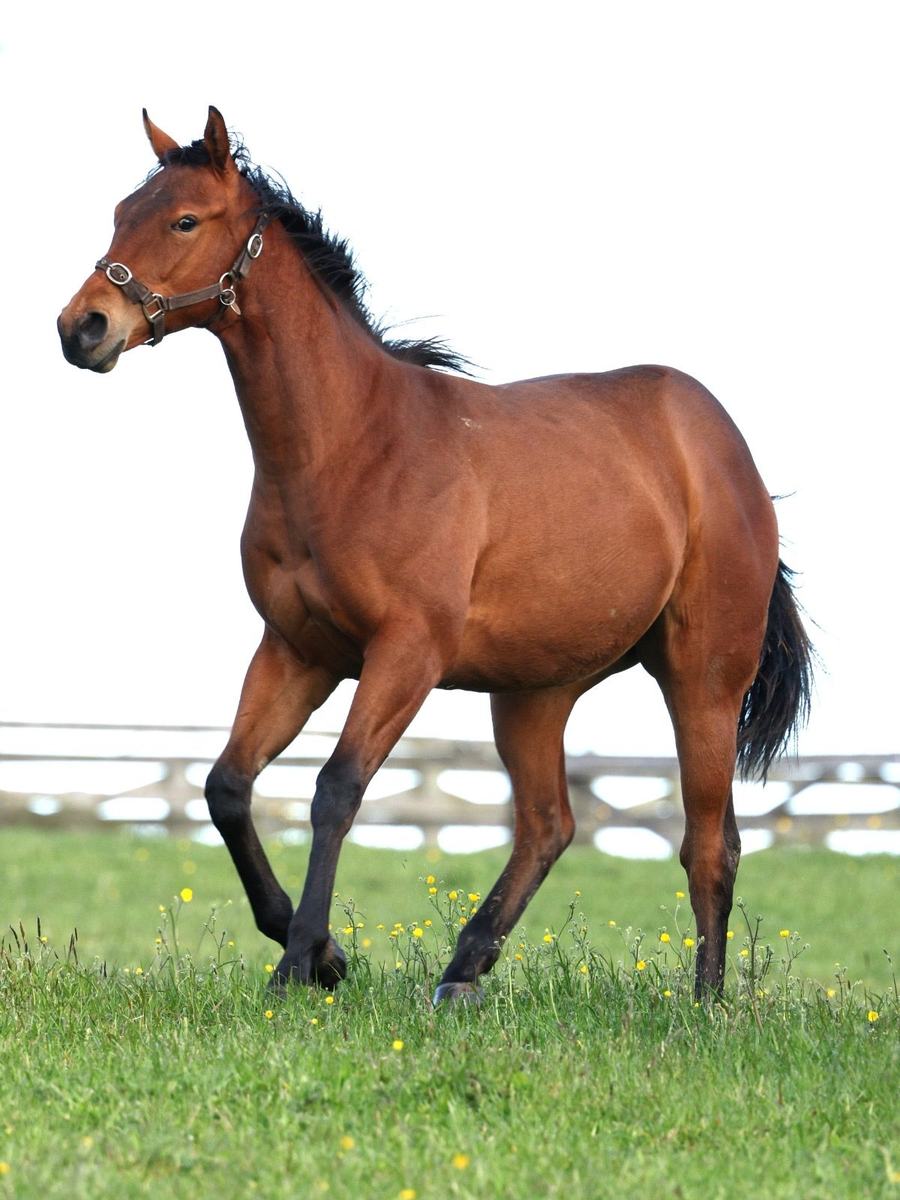 Filly as a yearling, 2026