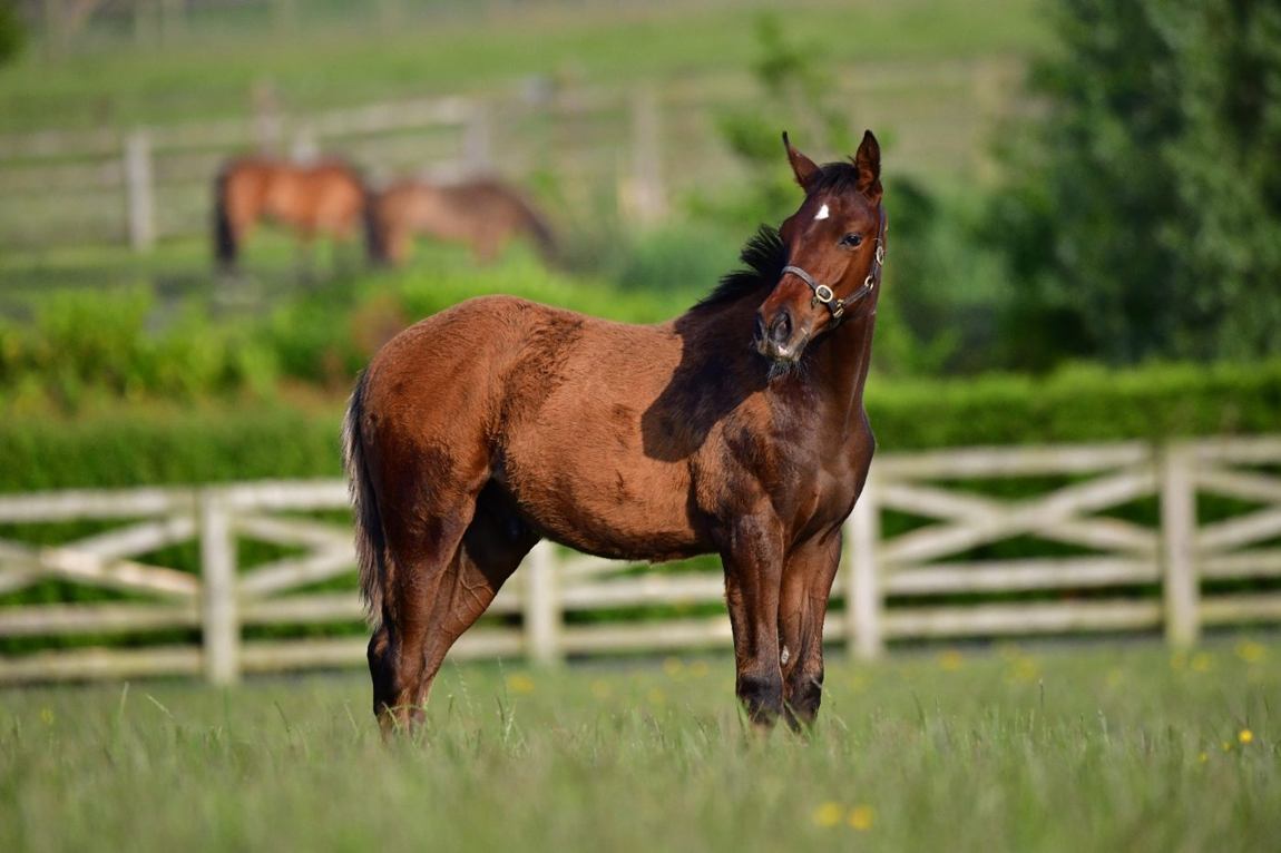 Colt as a foal, June 2025