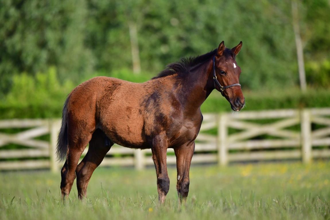 Colt as a foal, June 2025