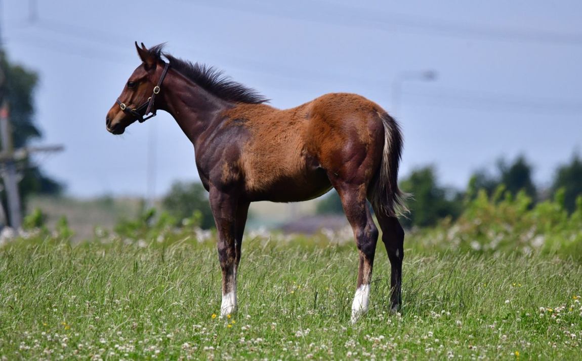 Colt as a foal, June 2025