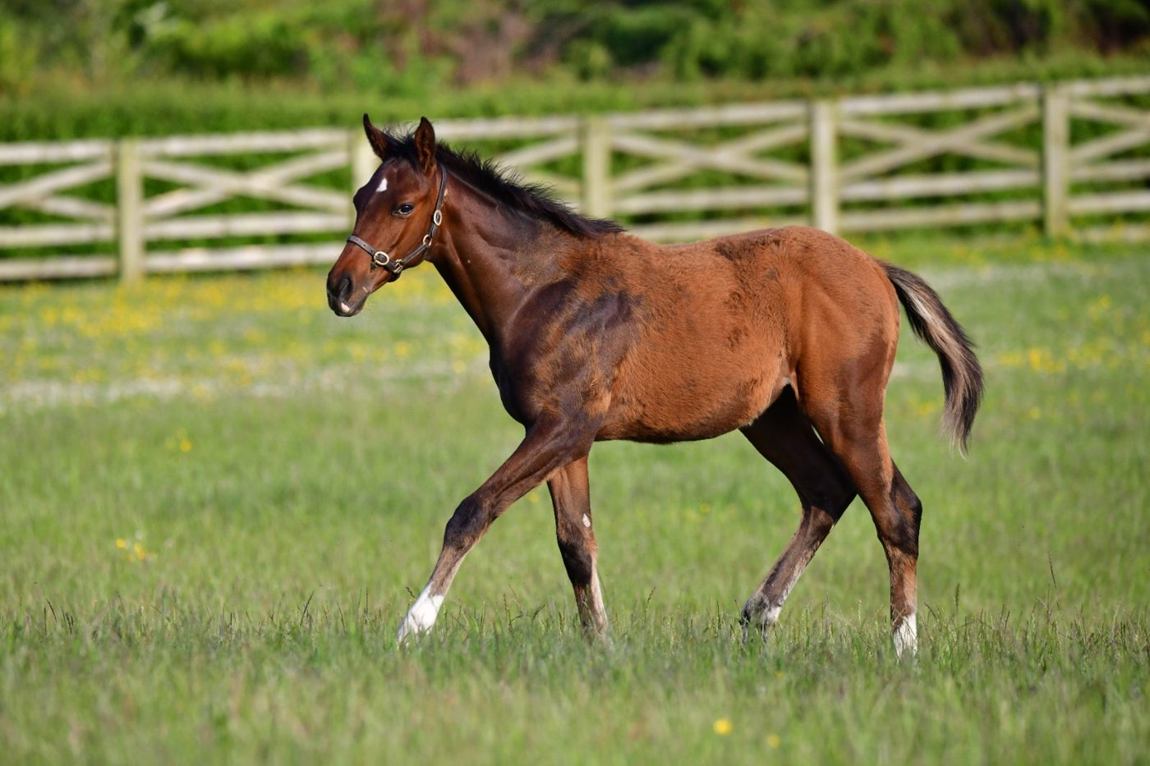 Colt as a foal, June 2025