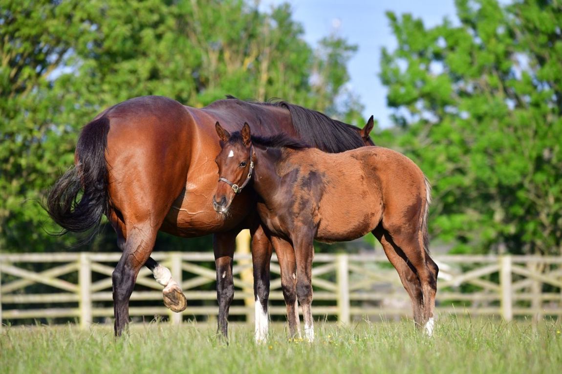 Colt as a foal, June 2025
