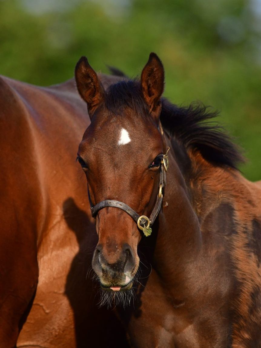 Colt as a foal, June 2025
