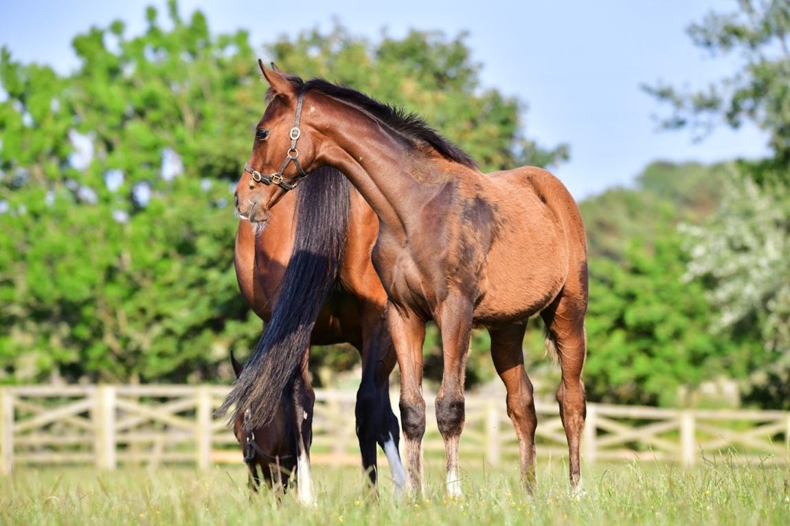 Colt as a foal, June 2025