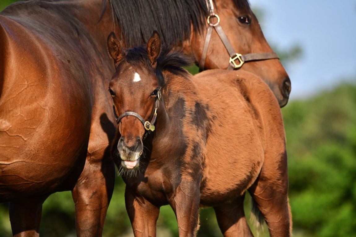 Colt as a foal, June 2025