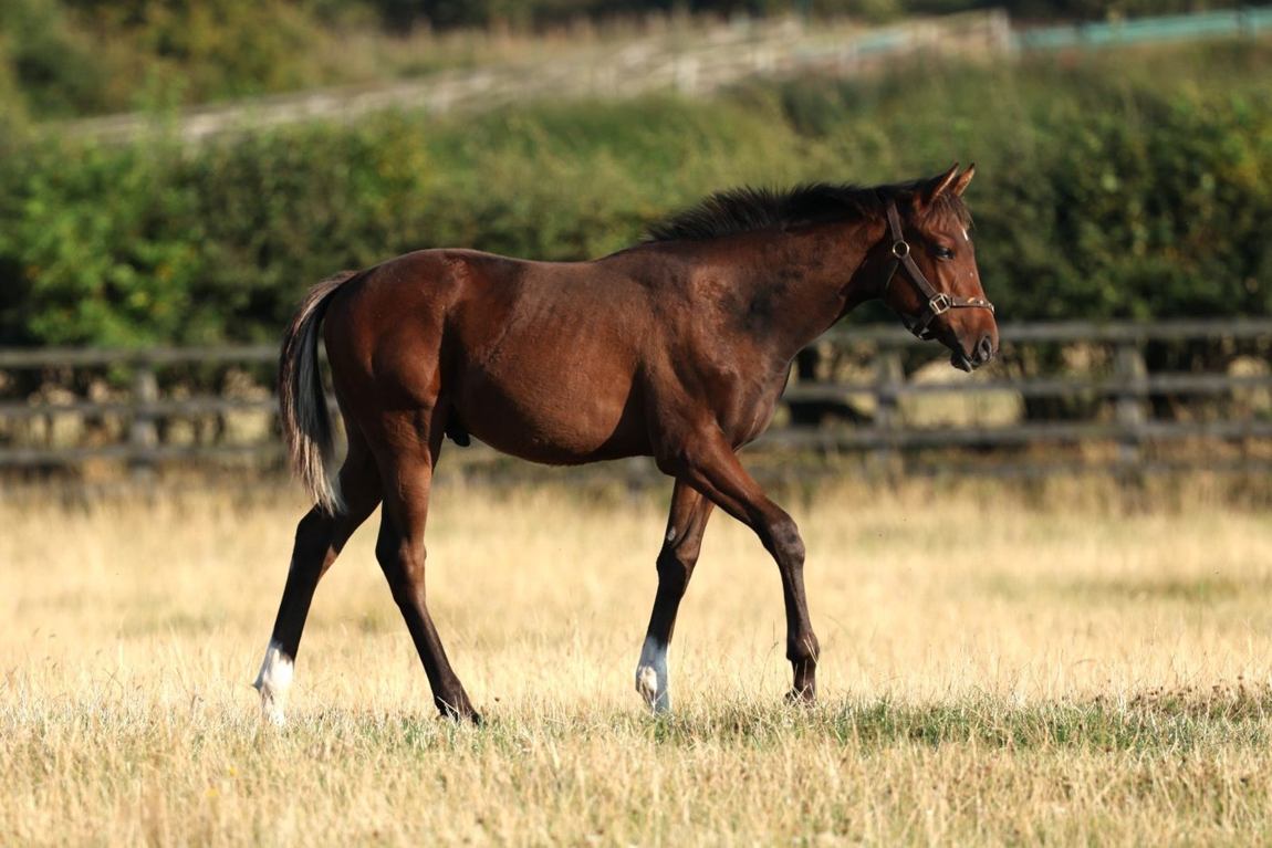 Colt growing on, August 2025