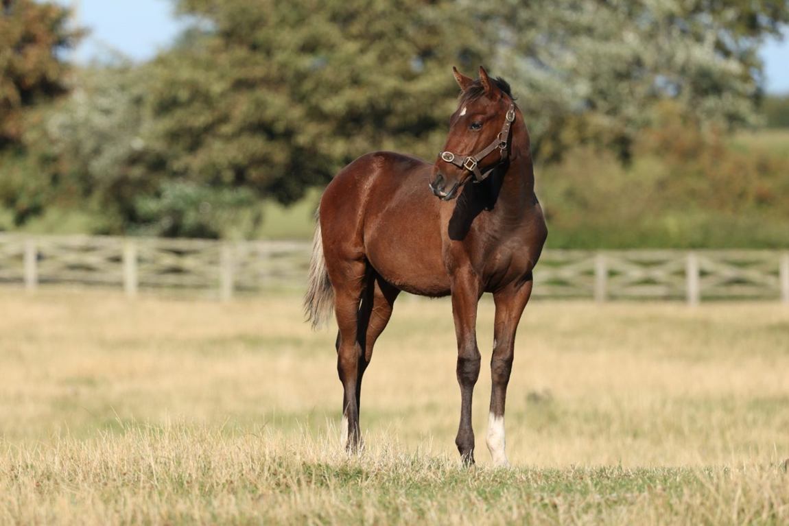 Colt growing on, August 2025