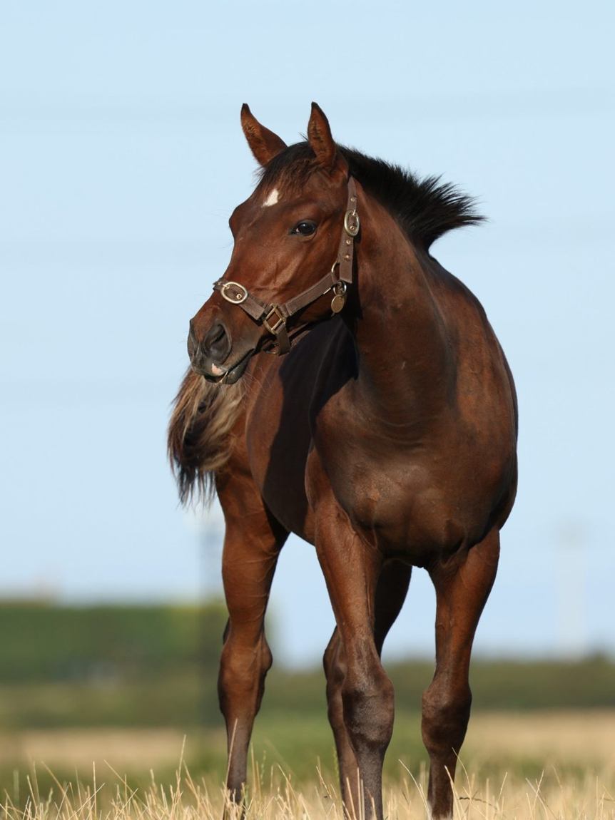 Colt growing on, August 2025