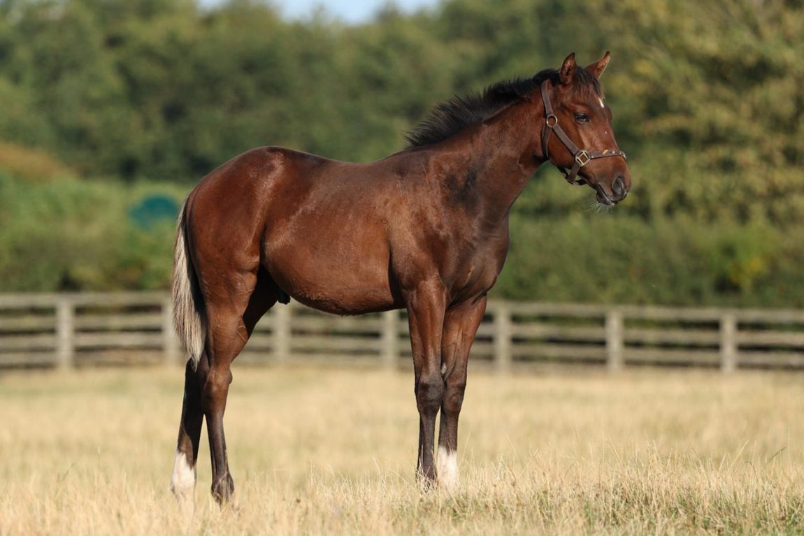 Colt growing on, August 2025