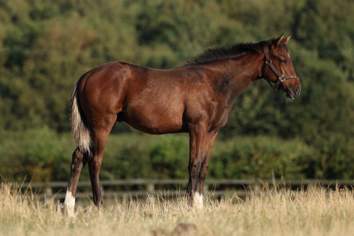 Colt growing on, August 2025