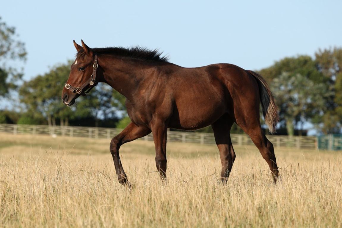 Colt growing on, August 2025