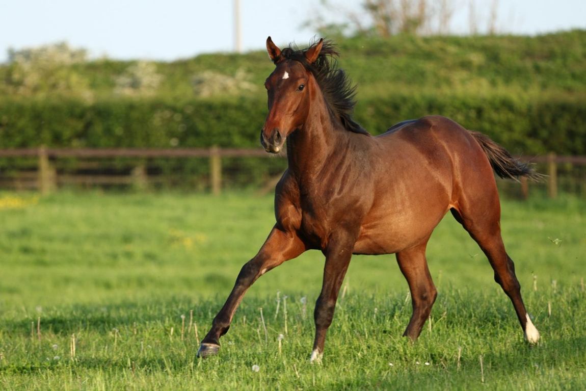 Almanzor x Queen of Camelot colt