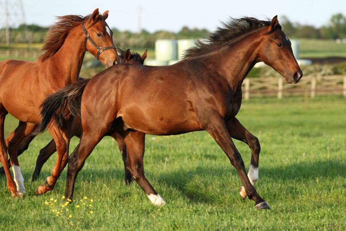 Colt as a yearling, May 2026