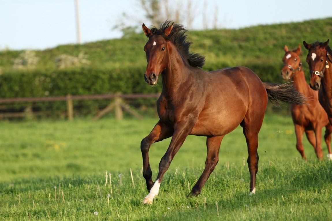 Colt as a yearling, May 2026